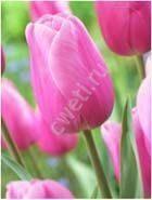 image040----tulpani-vigonka-2017
