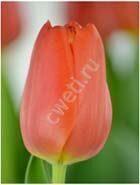 image039----tulpani-vigonka-2017