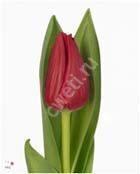 image005----tulpani-vigonka-2017