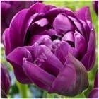 image046----tulpani-vigonka-2017