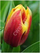 image041----tulpani-vigonka-2017