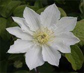 02-klematis